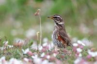 Turdus iliacus