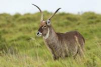 Waterbuck