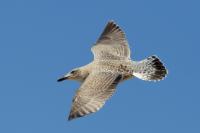 Larus argentatus