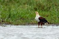 Haliaeetus vocifer