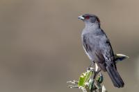 ECUADOR-FAUNA