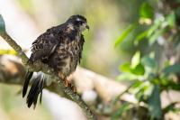 ECUADOR-FAUNA