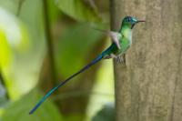 ECUADOR-FAUNA