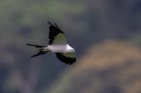 ECUADOR-FAUNA