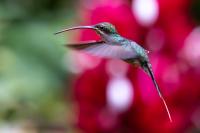 ECUADOR-FAUNA