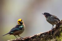 ECUADOR-FAUNA