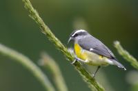 ECUADOR-FAUNA