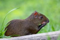 ECUADOR-FAUNA