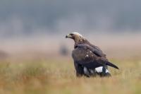 Aquila chrysaetos