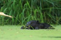 Eurasian beaver