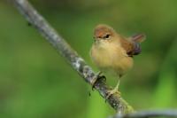 Acrocephalus palustris