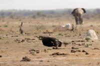 Botswana - landscape