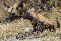 African wild dog