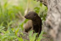 Common dwarf mongoose