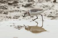 Charadrius pallidus