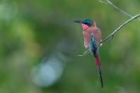 Merops nubicoides