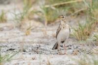 Anthus cinnamomeus