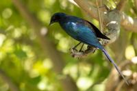 Lamprotornis australis