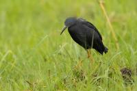 Egretta vinaceigula