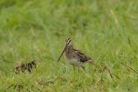 Gallinago nigripennis