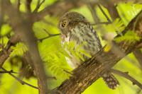 Glaucidium perlatum