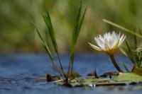 Botswana - FLORA