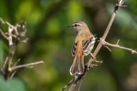 Cercotrichas leucophrys  