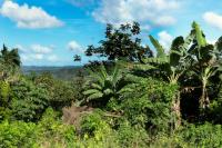 Dominican Republic  LANDSCAPE