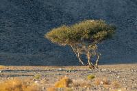 Egypt LANDSCAPE