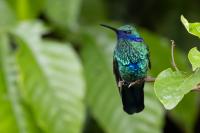 Colibri coruscans