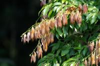 ECUADOR -FLORA