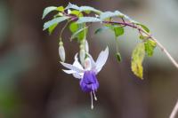 ECUADOR -FLOWERS