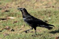 Corvus edithae