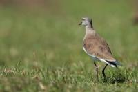 Vanellus melanopterus