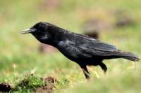 Corvus capensis