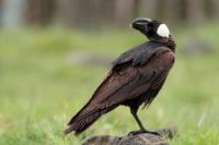 Corvus crassirostris