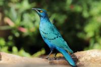 Lamprotornis chalybaeus