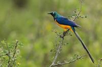 ETHIOPIA FAUNA