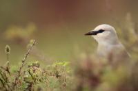 Zavattariornis stresemanni