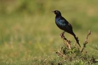 Lamprotornis purpuroptera