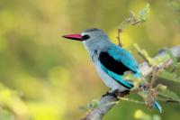 Halcyon senegalensis