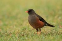 Turdus abyssinicus