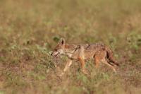 African golden wolf