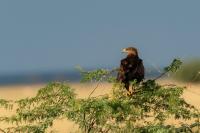 Aquila nipalensis