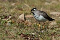 Vanellus melanocephalus