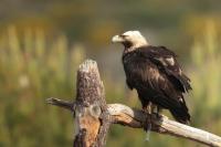 Aquila adalberti