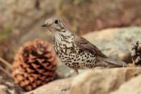 Turdus viscivorus