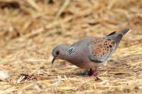 Streptopelia turtur