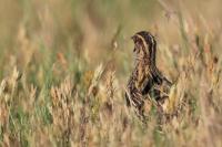 Coturnix coturnix