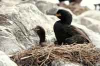 Phalacrocorax aristotelis